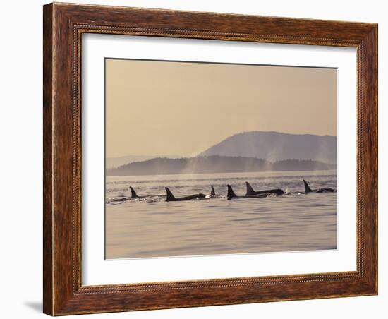 Orca Whales Surfacing in the San Juan Islands, Washington, USA-Stuart Westmoreland-Framed Premium Photographic Print