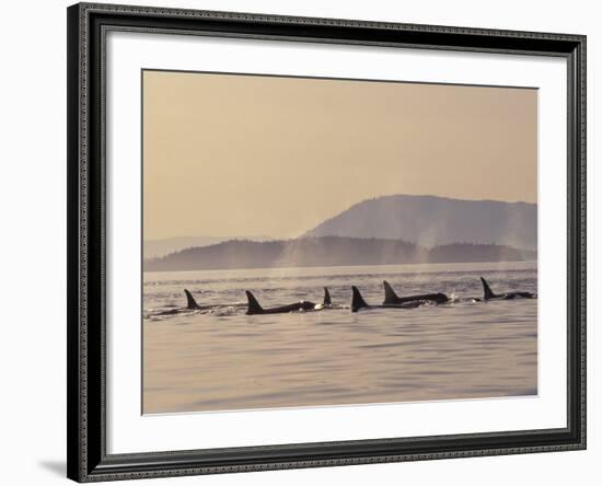 Orca Whales Surfacing in the San Juan Islands, Washington, USA-Stuart Westmoreland-Framed Photographic Print