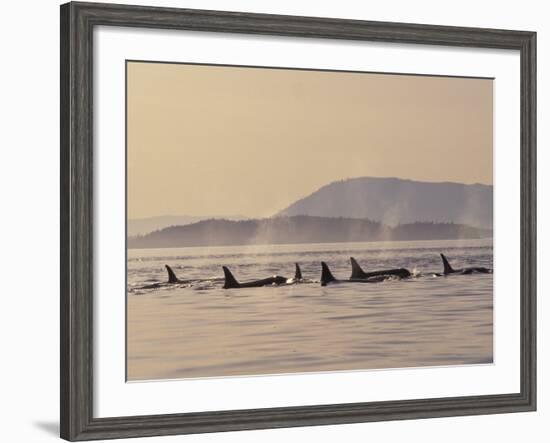 Orca Whales Surfacing in the San Juan Islands, Washington, USA-Stuart Westmoreland-Framed Photographic Print