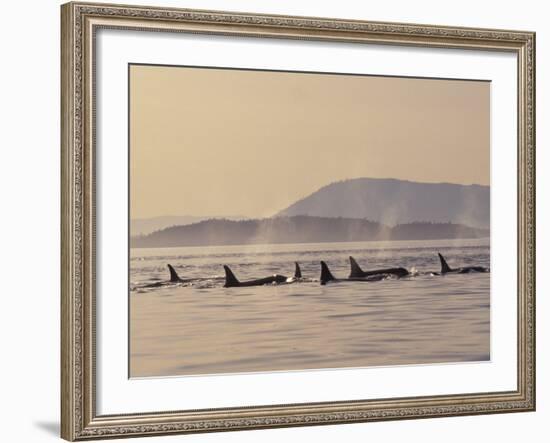 Orca Whales Surfacing in the San Juan Islands, Washington, USA-Stuart Westmoreland-Framed Photographic Print