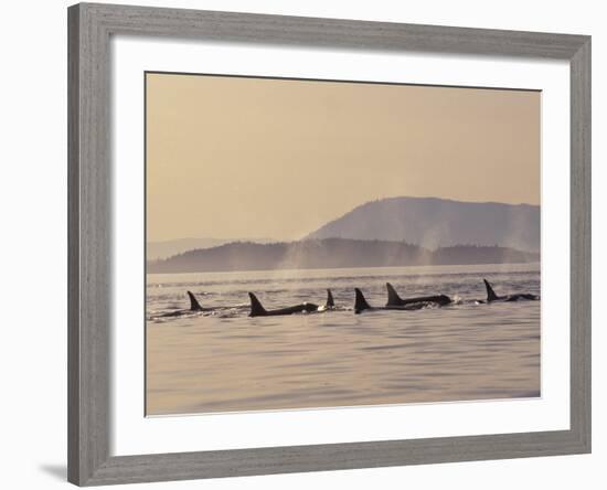 Orca Whales Surfacing in the San Juan Islands, Washington, USA-Stuart Westmoreland-Framed Photographic Print