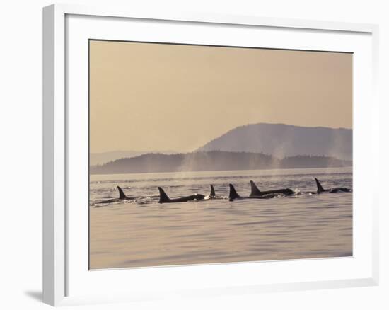 Orca Whales Surfacing in the San Juan Islands, Washington, USA-Stuart Westmoreland-Framed Photographic Print