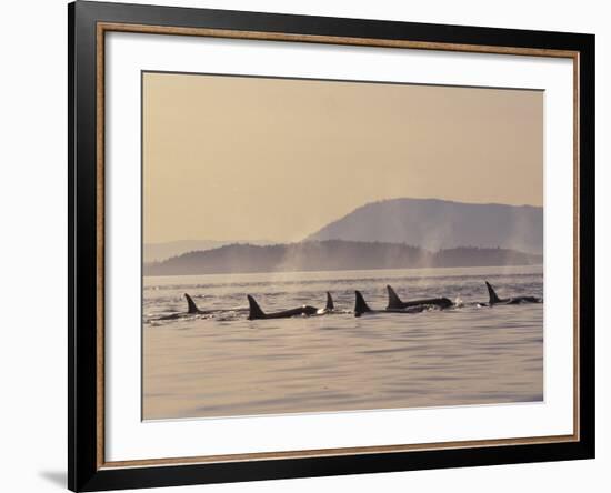 Orca Whales Surfacing in the San Juan Islands, Washington, USA-Stuart Westmoreland-Framed Photographic Print