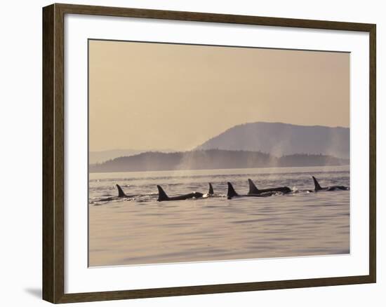 Orca Whales Surfacing in the San Juan Islands, Washington, USA-Stuart Westmoreland-Framed Photographic Print