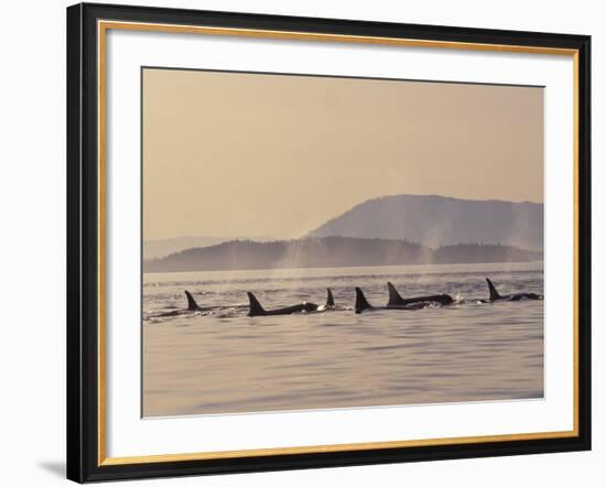 Orca Whales Surfacing in the San Juan Islands, Washington, USA-Stuart Westmoreland-Framed Photographic Print