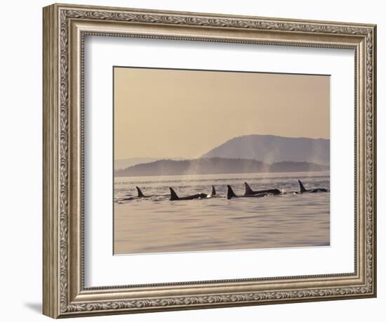 Orca Whales Surfacing in the San Juan Islands, Washington, USA-Stuart Westmoreland-Framed Photographic Print