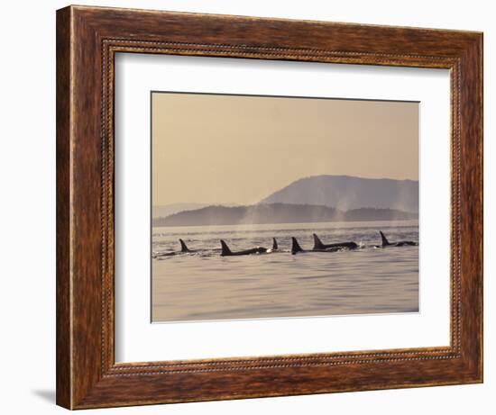 Orca Whales Surfacing in the San Juan Islands, Washington, USA-Stuart Westmoreland-Framed Photographic Print