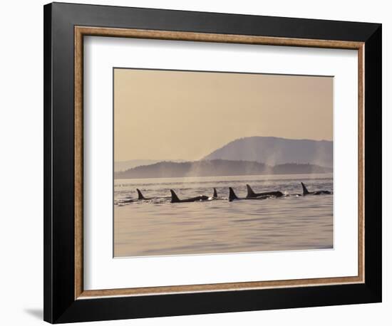 Orca Whales Surfacing in the San Juan Islands, Washington, USA-Stuart Westmoreland-Framed Photographic Print