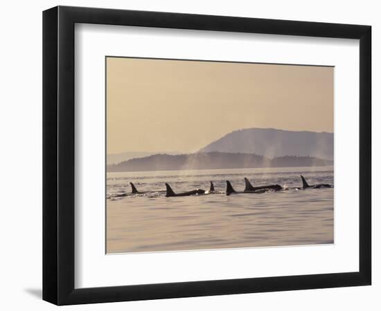 Orca Whales Surfacing in the San Juan Islands, Washington, USA-Stuart Westmoreland-Framed Photographic Print