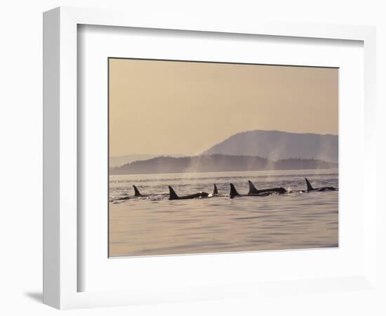 Orca Whales Surfacing in the San Juan Islands, Washington, USA-Stuart Westmoreland-Framed Photographic Print