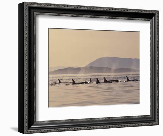 Orca Whales Surfacing in the San Juan Islands, Washington, USA-Stuart Westmoreland-Framed Photographic Print