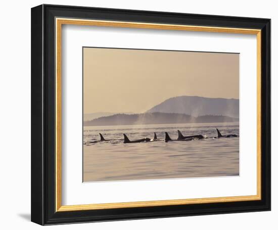 Orca Whales Surfacing in the San Juan Islands, Washington, USA-Stuart Westmoreland-Framed Photographic Print