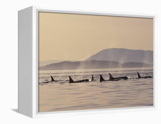 Orca Whales Surfacing in the San Juan Islands, Washington, USA-Stuart Westmoreland-Framed Premier Image Canvas