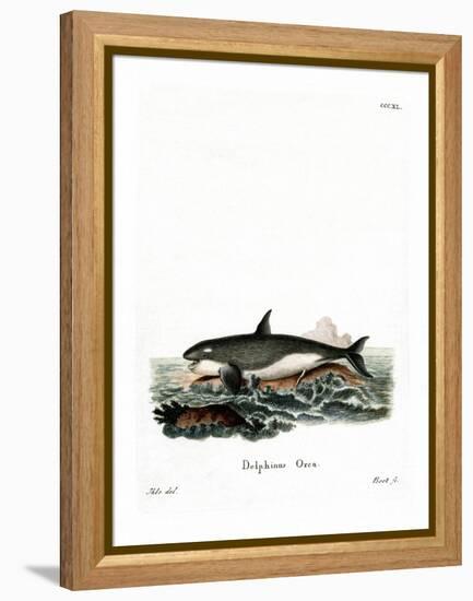 Orca-null-Framed Premier Image Canvas