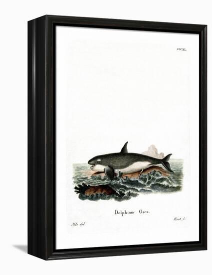 Orca-null-Framed Premier Image Canvas