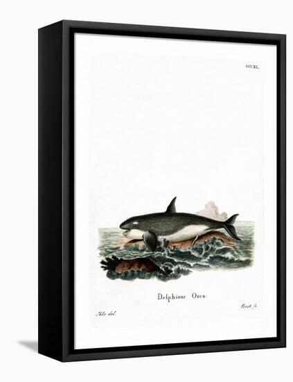 Orca-null-Framed Premier Image Canvas