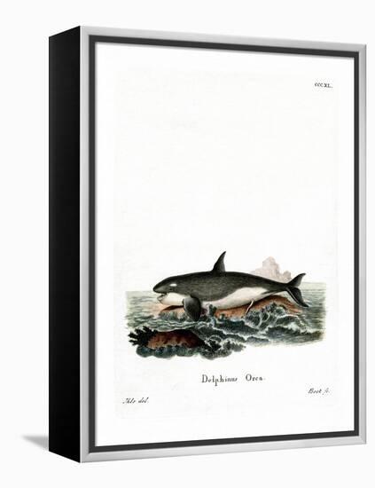 Orca-null-Framed Premier Image Canvas