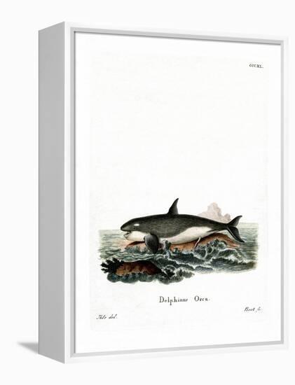 Orca-null-Framed Premier Image Canvas