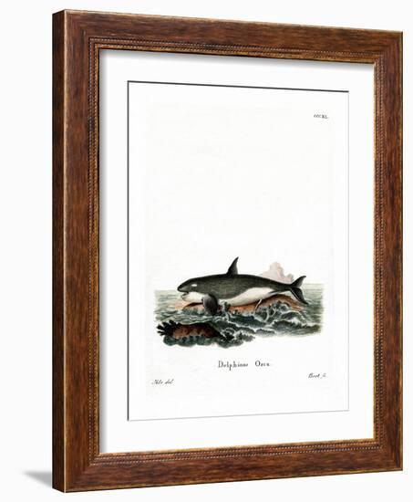 Orca-null-Framed Giclee Print