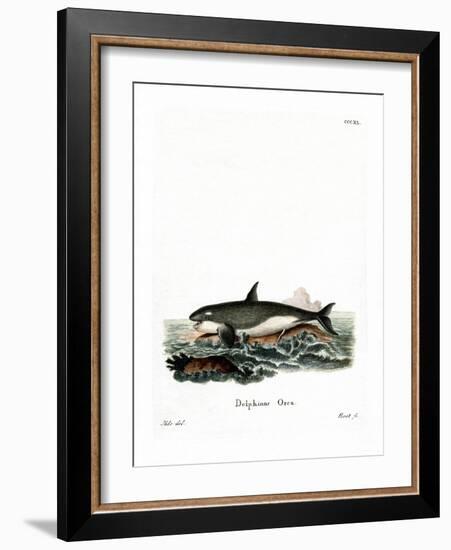 Orca-null-Framed Giclee Print