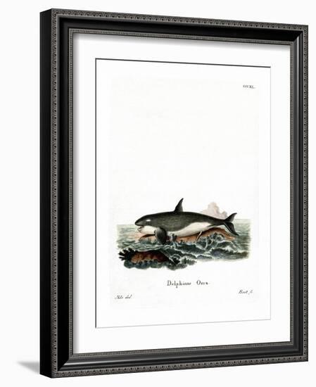 Orca-null-Framed Giclee Print