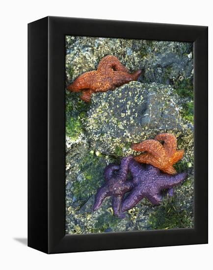 Orcas Island, Washington, USA-Charles Gurche-Framed Premier Image Canvas