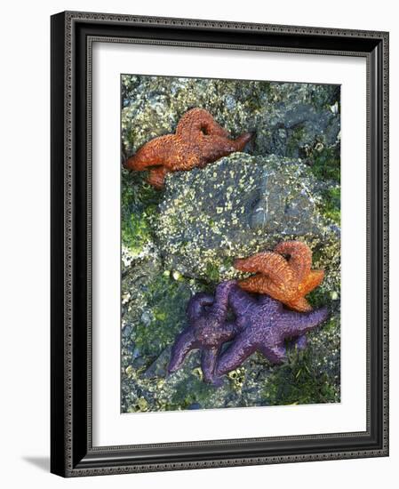 Orcas Island, Washington, USA-Charles Gurche-Framed Photographic Print