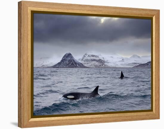 Orcas (Orcinus Orca) Pair in Sea Surrounded by Mountains, Iceland, January-Ben Hall-Framed Premier Image Canvas