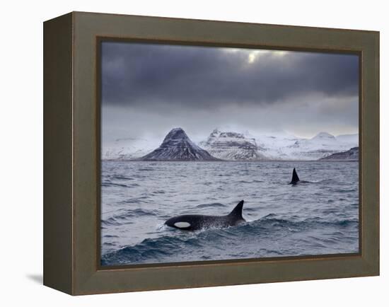 Orcas (Orcinus Orca) Pair in Sea Surrounded by Mountains, Iceland, January-Ben Hall-Framed Premier Image Canvas