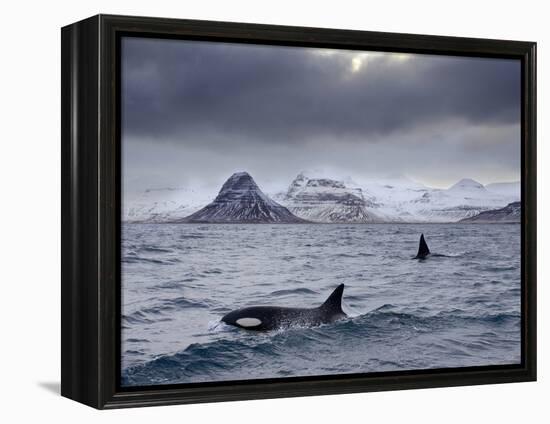 Orcas (Orcinus Orca) Pair in Sea Surrounded by Mountains, Iceland, January-Ben Hall-Framed Premier Image Canvas