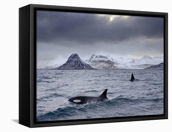 Orcas (Orcinus Orca) Pair in Sea Surrounded by Mountains, Iceland, January-Ben Hall-Framed Premier Image Canvas