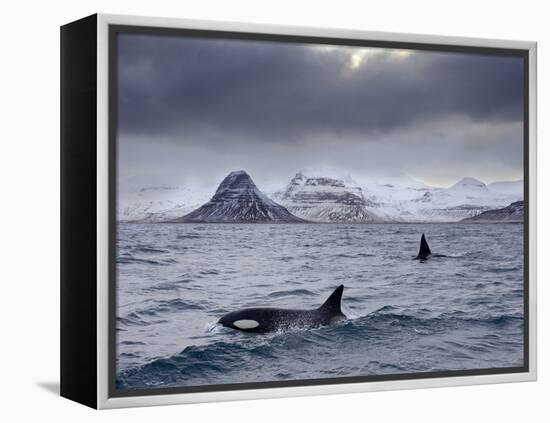 Orcas (Orcinus Orca) Pair in Sea Surrounded by Mountains, Iceland, January-Ben Hall-Framed Premier Image Canvas