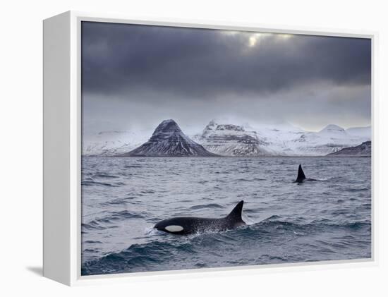 Orcas (Orcinus Orca) Pair in Sea Surrounded by Mountains, Iceland, January-Ben Hall-Framed Premier Image Canvas