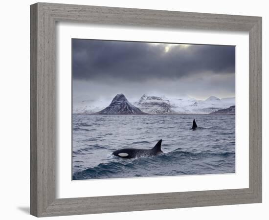 Orcas (Orcinus Orca) Pair in Sea Surrounded by Mountains, Iceland, January-Ben Hall-Framed Photographic Print