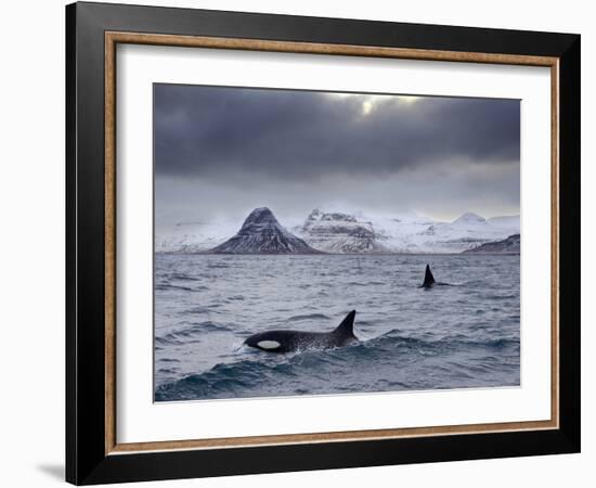 Orcas (Orcinus Orca) Pair in Sea Surrounded by Mountains, Iceland, January-Ben Hall-Framed Photographic Print