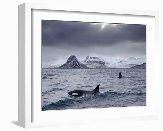 Orcas (Orcinus Orca) Pair in Sea Surrounded by Mountains, Iceland, January-Ben Hall-Framed Photographic Print