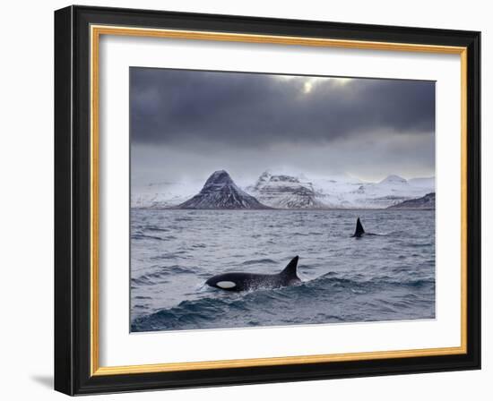 Orcas (Orcinus Orca) Pair in Sea Surrounded by Mountains, Iceland, January-Ben Hall-Framed Photographic Print