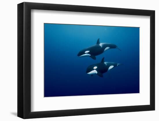 Orcas swimming, Three Kings Islands, New Zealand-Pascal Kobeh-Framed Photographic Print