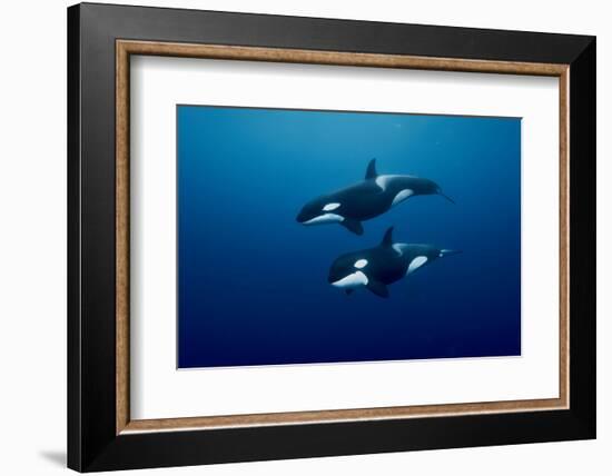 Orcas swimming, Three Kings Islands, New Zealand-Pascal Kobeh-Framed Photographic Print