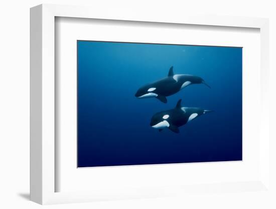 Orcas swimming, Three Kings Islands, New Zealand-Pascal Kobeh-Framed Photographic Print