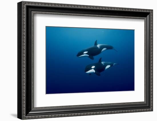 Orcas swimming, Three Kings Islands, New Zealand-Pascal Kobeh-Framed Photographic Print