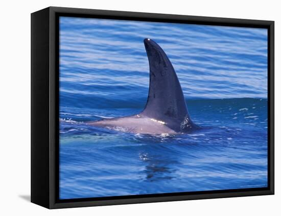 Orcha Fin, Orcinus Orca, Alaska, USA-Gavriel Jecan-Framed Premier Image Canvas