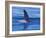 Orcha Fin, Orcinus Orca, Alaska, USA-Gavriel Jecan-Framed Photographic Print