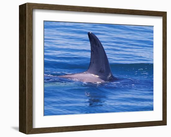 Orcha Fin, Orcinus Orca, Alaska, USA-Gavriel Jecan-Framed Photographic Print