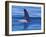 Orcha Fin, Orcinus Orca, Alaska, USA-Gavriel Jecan-Framed Photographic Print