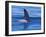 Orcha Fin, Orcinus Orca, Alaska, USA-Gavriel Jecan-Framed Photographic Print