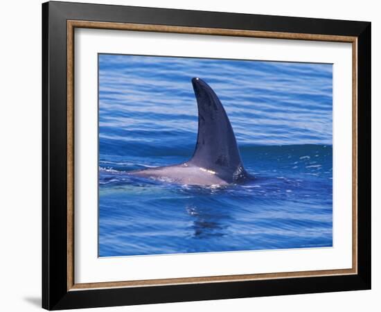 Orcha Fin, Orcinus Orca, Alaska, USA-Gavriel Jecan-Framed Photographic Print