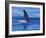 Orcha Fin, Orcinus Orca, Alaska, USA-Gavriel Jecan-Framed Photographic Print