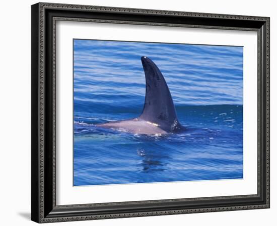 Orcha Fin, Orcinus Orca, Alaska, USA-Gavriel Jecan-Framed Photographic Print