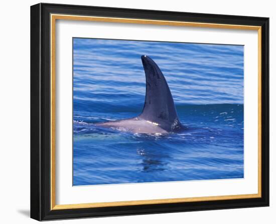 Orcha Fin, Orcinus Orca, Alaska, USA-Gavriel Jecan-Framed Photographic Print